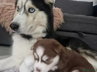 Siberian Husky dogs Beautiful blue eyed baby girl for sale - Advert 11