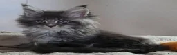 Maine Coon cats for sale: Outstanding quality Tica reg Mainecoon  - Advert 35