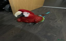 Macaws birds for sale: Super tame green wing macaw set up - Image 4