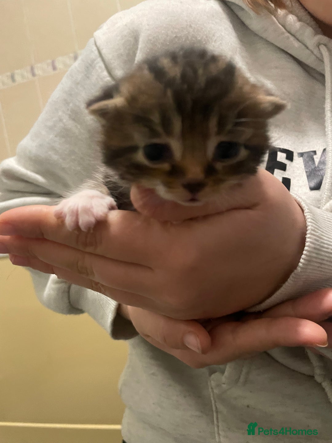 Domestic Shorthair cats for sale: Beautiful kittens for sale  - Advert 1