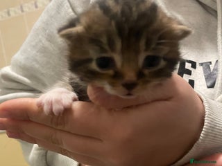 Domestic Shorthair cats Beautiful kittens for sale - Advert 1