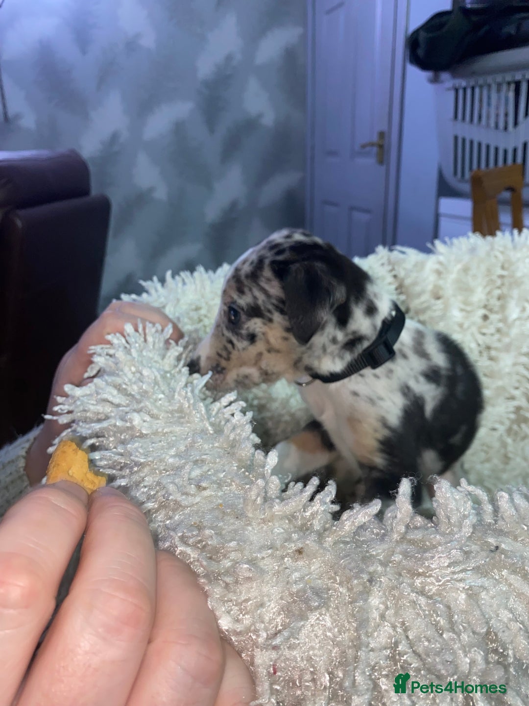 Mixed Breed dogs for sale: Collie lurcher greyhound mix - Advert 14