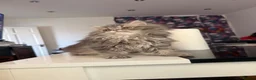 Persian cats for sale: Blue Persian kittens  - Advert 15