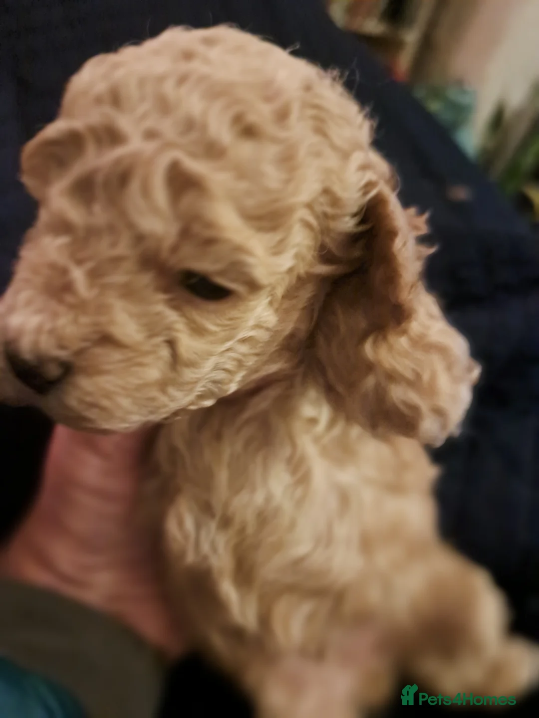 Toy Poodle dogs for sale:   **   day toy poodle kc girls&boys black and red - Advert 9