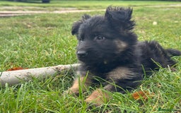 German Shepherd dogs for sale: GERMAN SHEPHERD LONG COATED PUPPIES - Image 28