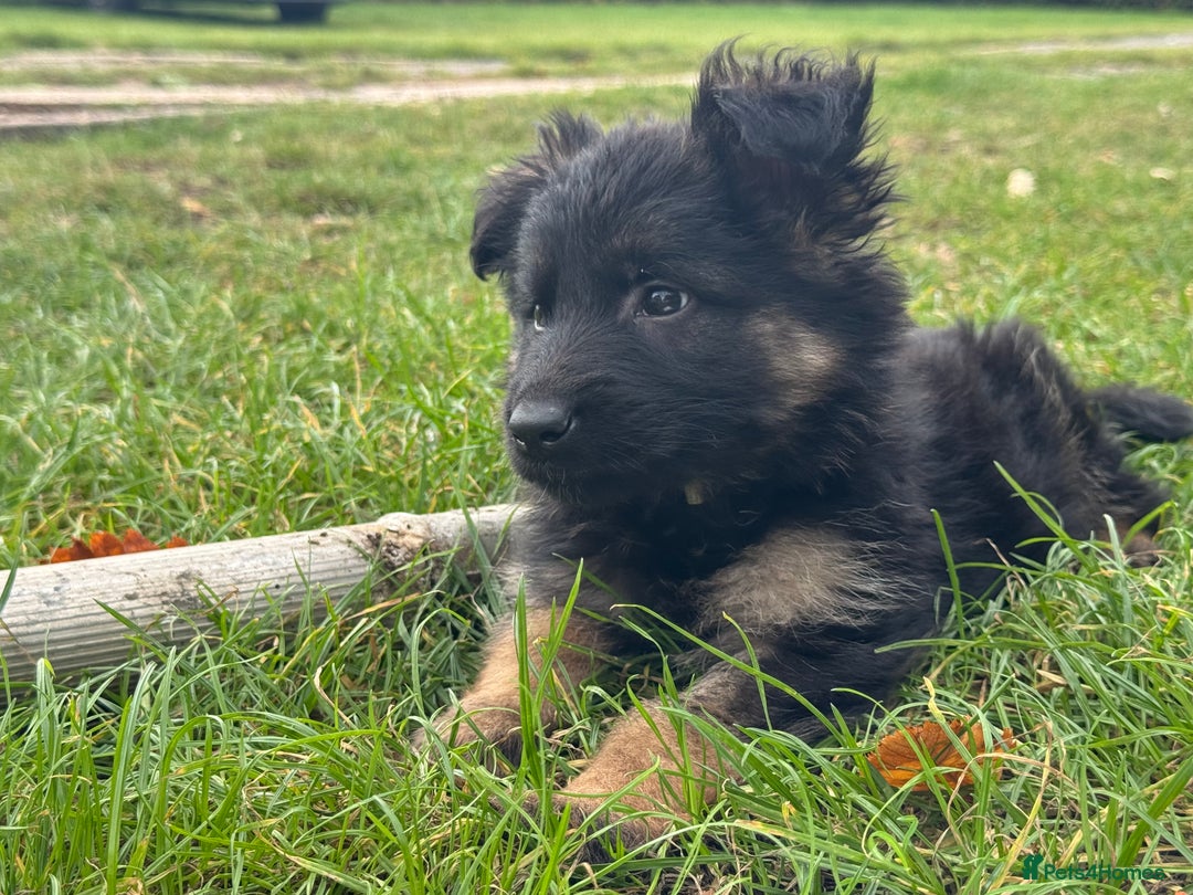 German Shepherd dogs for sale: GERMAN SHEPHERD LONG COATED PUPPIES - Image 28