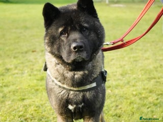 Akita dogs in Worksop - Advert 15