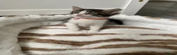 Mixed Breed cats for sale: Four kittens available  - Advert 2