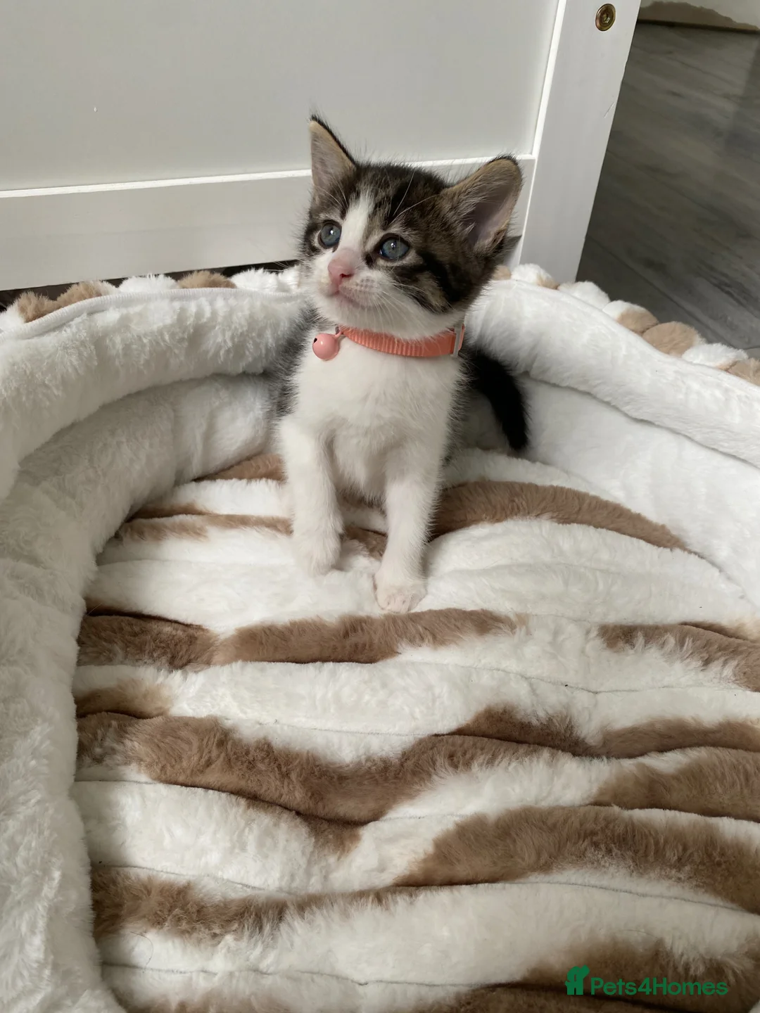 Mixed Breed cats for sale: Four kittens available  - Advert 2