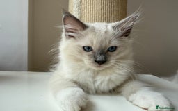 Ragdoll cats for sale: LAST ONE! Adorable Pedigree Ragdoll Kittens 🐾 in Coventry - Image 33