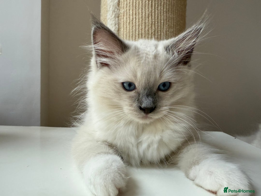 Ragdoll cats for sale: LAST ONE! Adorable Pedigree Ragdoll Kittens 🐾 in Coventry - Image 33