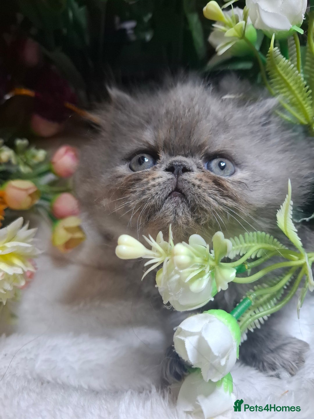 Persian cats for sale: Blue Persian kittens  - Image 18