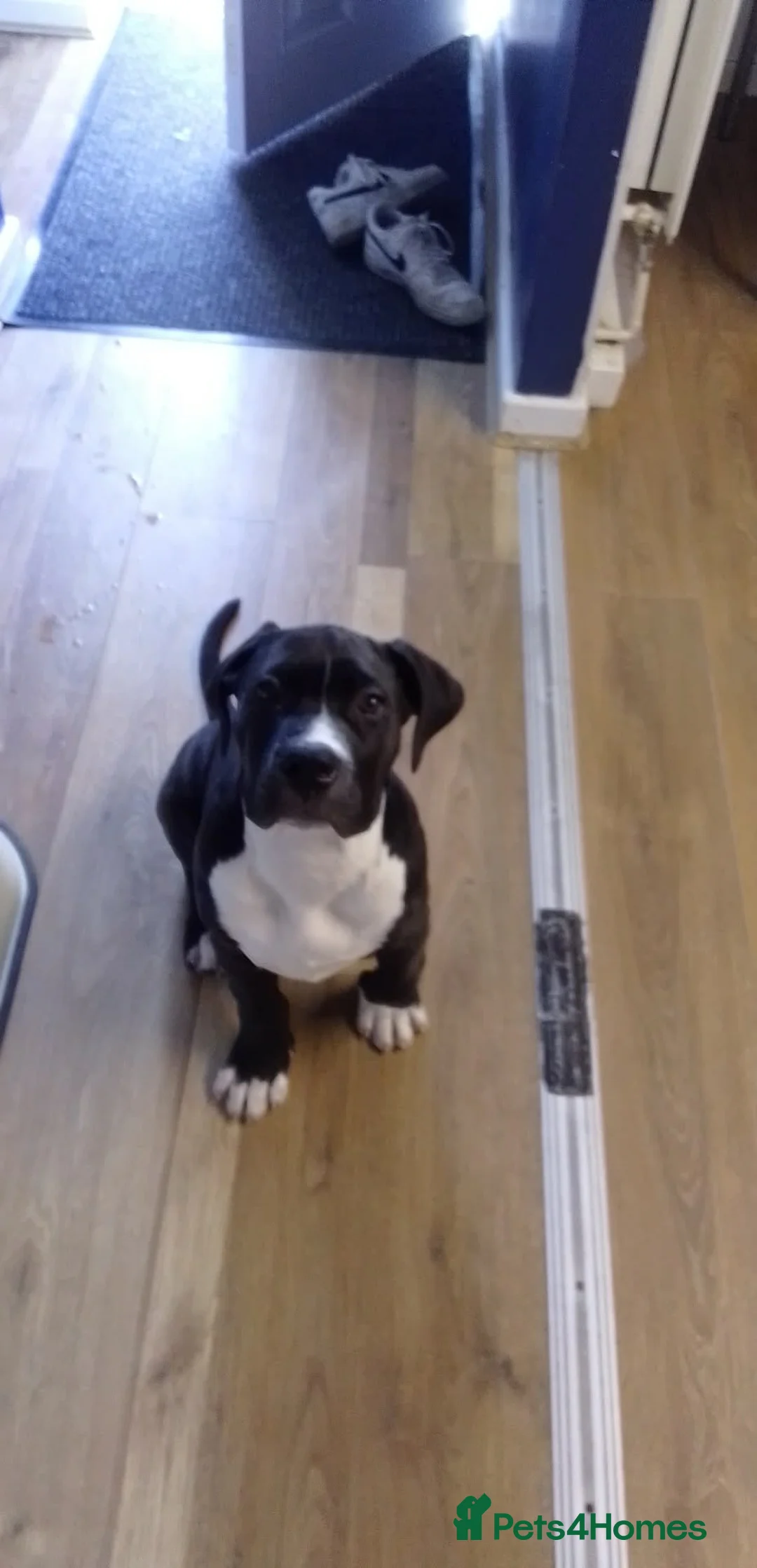 Mixed Breed dogs for sale: Presa canario& mastiff  - Advert 3