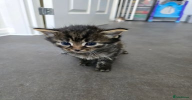 Domestic Shorthair cats - Advert 5