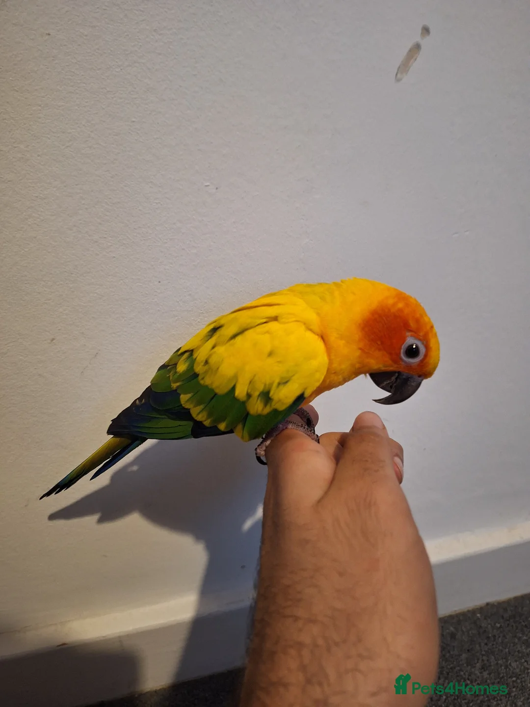 Conures birds for sale: Silly tame healthy baby sun conure - Advert 1
