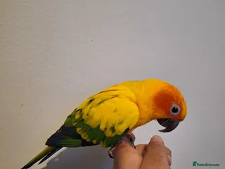 Conures birds Silly tame healthy baby sun conure - Advert 1