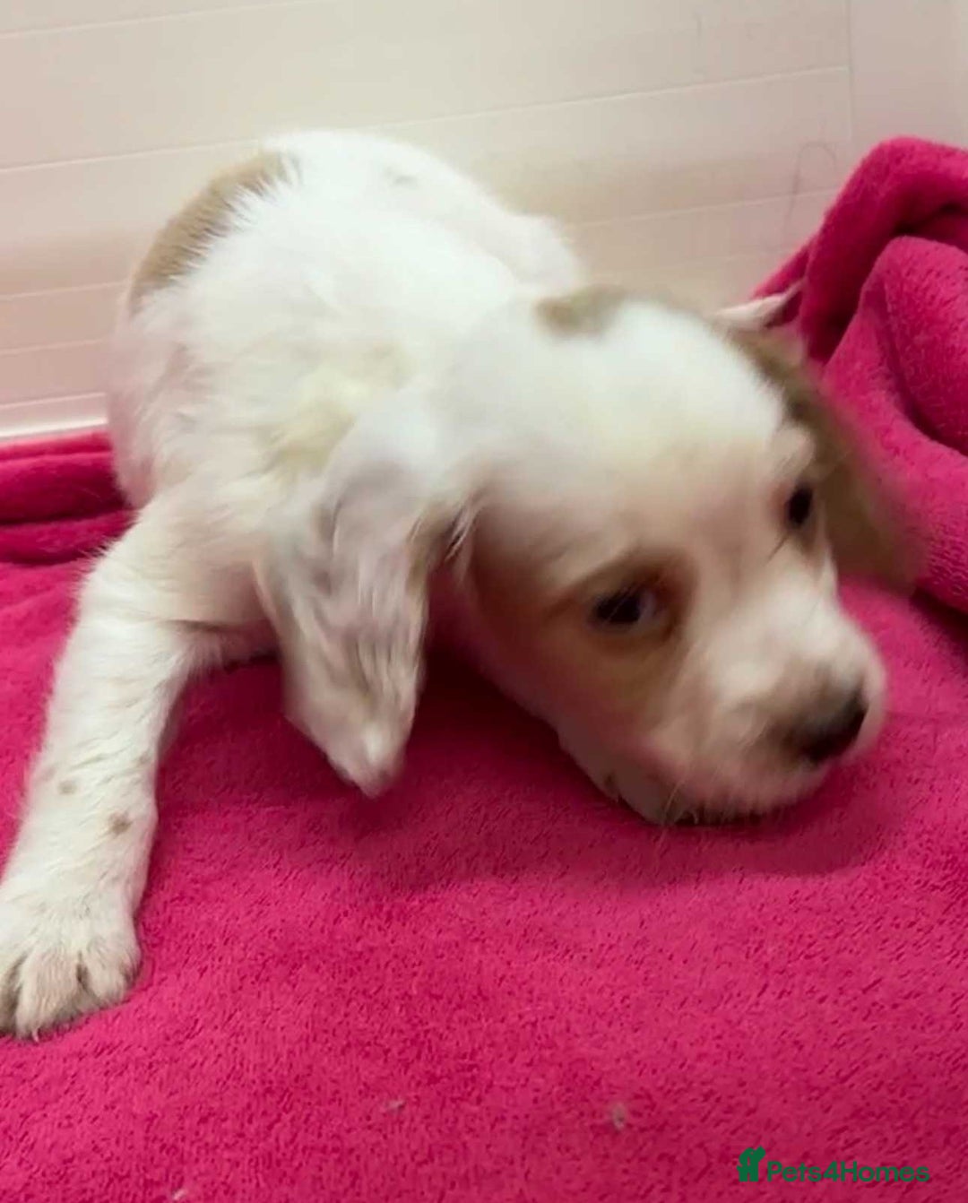 Cocker Spaniel dogs for sale: Cocker Spaniel puppies for sale - Advert 7