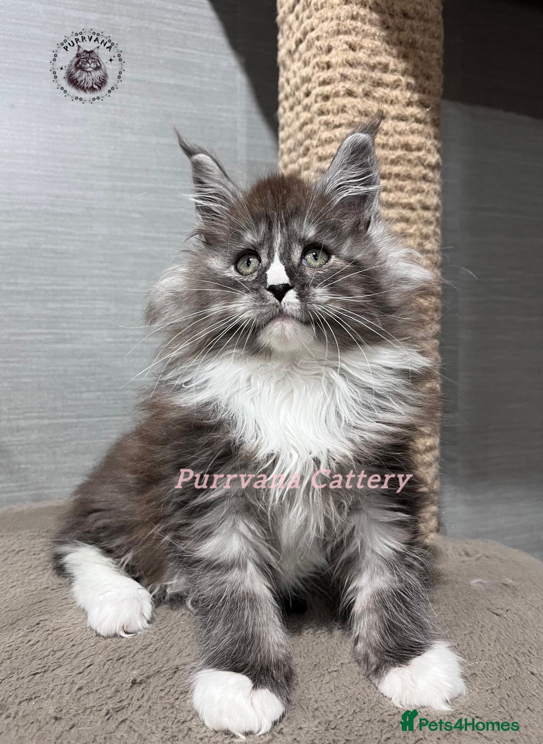 Maine Coon cats for sale: TICA registration Stunning Maine coon kittens - Advert 4