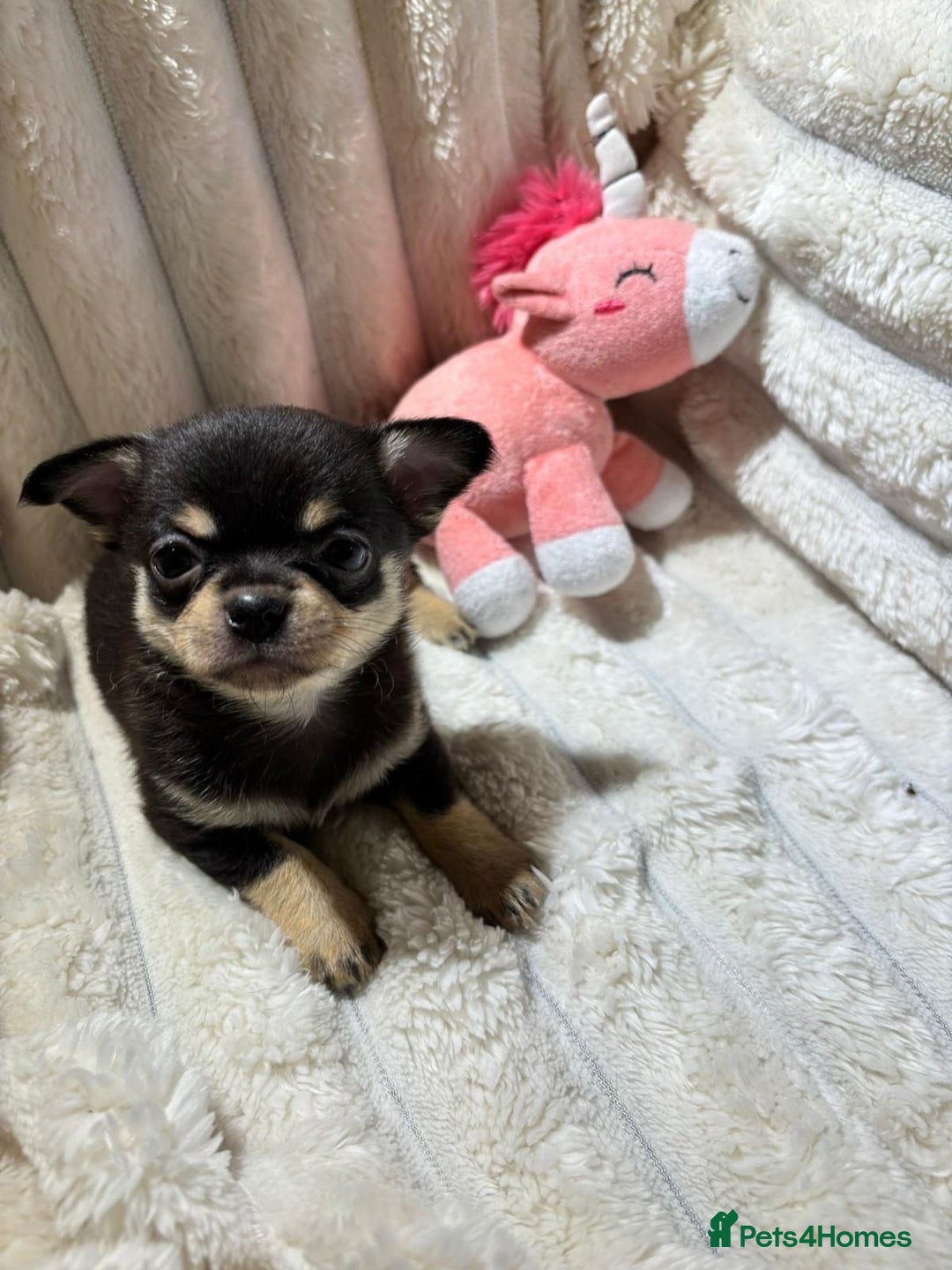 Chihuahua dogs for sale: Pure Breed Chihuahua  - Image 20