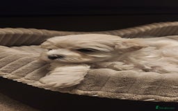 Maltipoo dogs for sale: Asian Teddy Toy Maltipoos  - Image 16