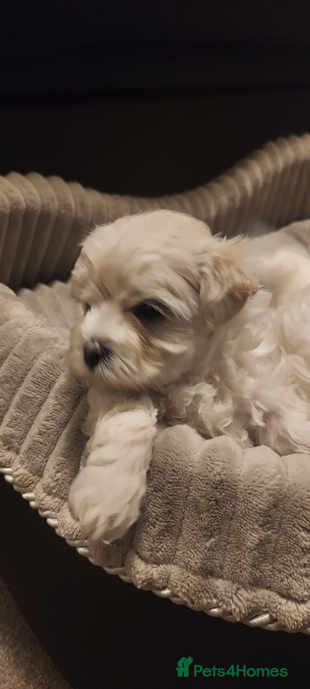 Maltipoo dogs for sale: Asian Teddy Toy Maltipoos  - Image 16