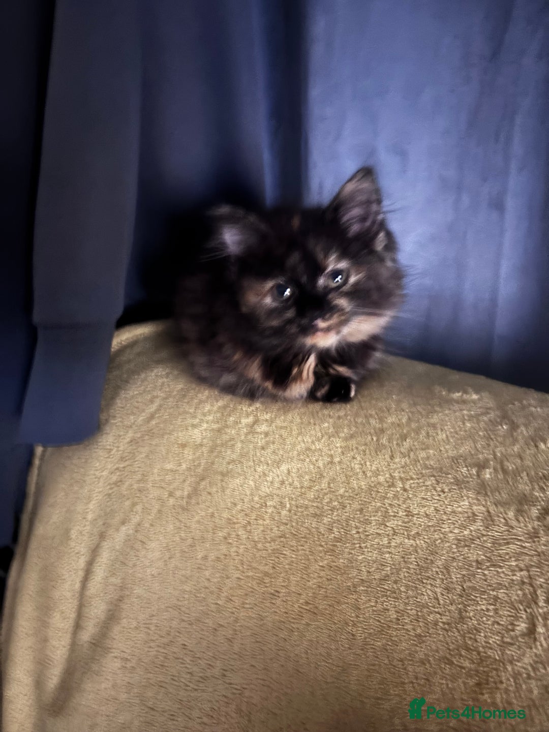 Mixed Breed cats for sale: READY NOW  - Advert 12