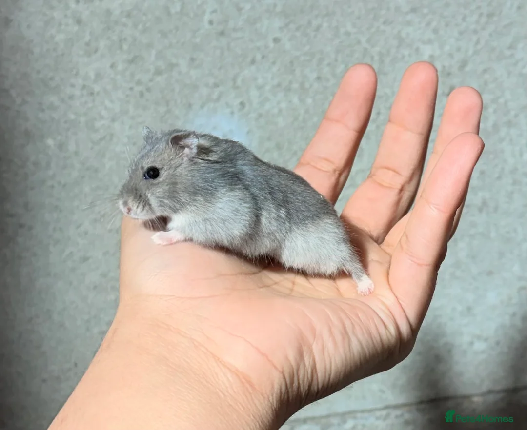 Hamster rodents for sale: STUNNING TAME PEDIGREE & PURE WINTER WHITE DWARFS - Advert 7