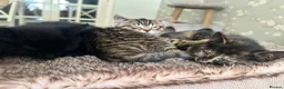 Mixed Breed cats for sale: Mixed‑Breed British Shorthair Kittens! 🐾 - Advert 3