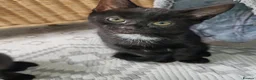 Mixed Breed cats for sale: Beautiful kittens looking for new home - Advert 18