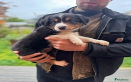 Border Collie dogs for sale: Border Collie pups for sale - Advert 7