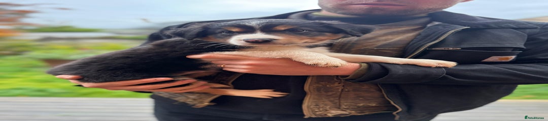 Border Collie Puppy 3