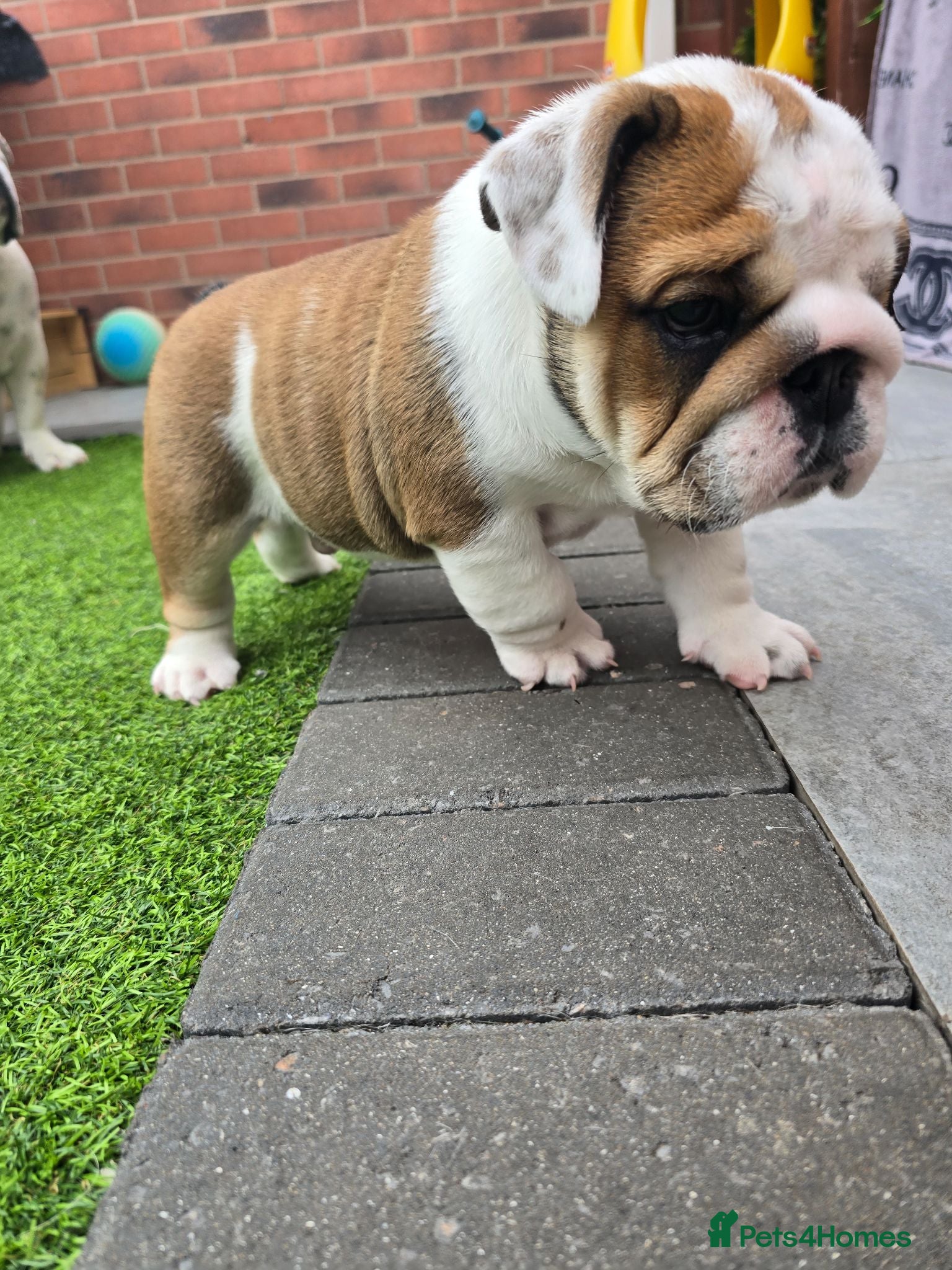 English Bulldog dogs 🐾 Ready next week red/white bulldog pups 🐶 - Advert 11