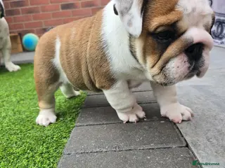 English Bulldog dogs 🐾 Ready next week red/white bulldog pups 🐶 - Advert 11