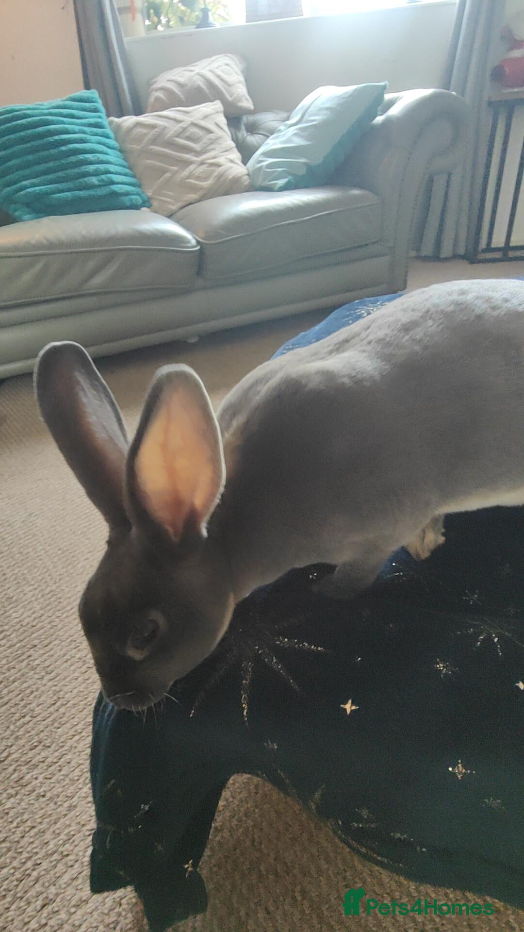 Rex rabbits Beautiful Mini Rex - Advert 1