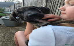 Mixed Breed dogs for sale: Presa Canario X Borboel Puppies  - Image 2