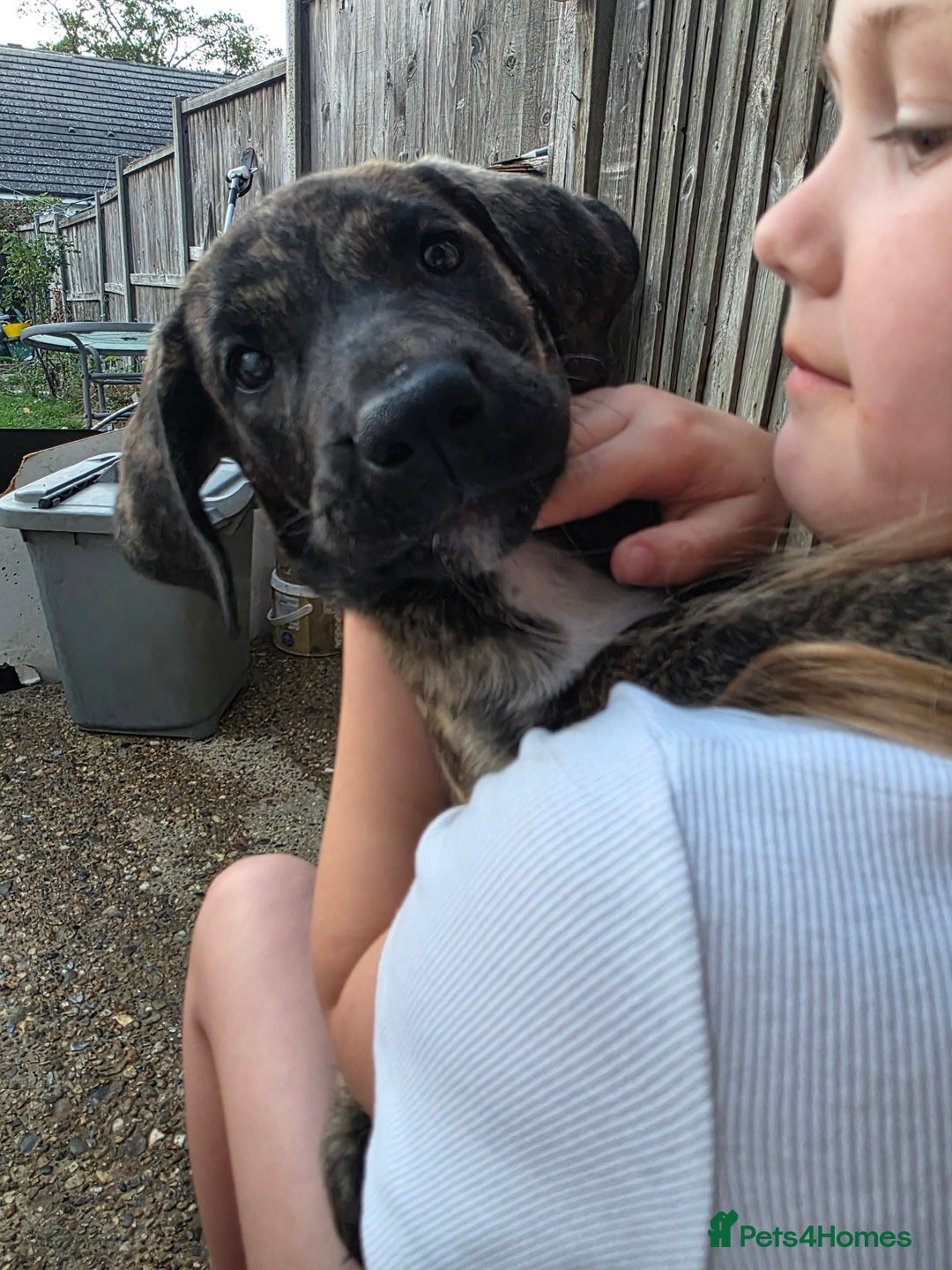 Mixed Breed dogs for sale: Presa Canario X Borboel Puppies  - Image 2