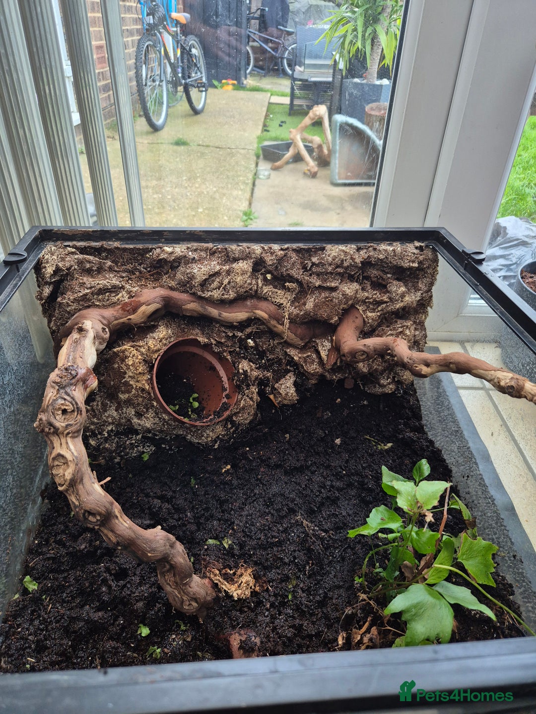 Bearded Dragon reptiles for sale: Baby bearded dragons - Advert 17