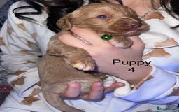 Cockapoo dogs for sale: Adorable 🐶 Cockapoo Pups 🐶 x6 Ready for new home - Advert 10