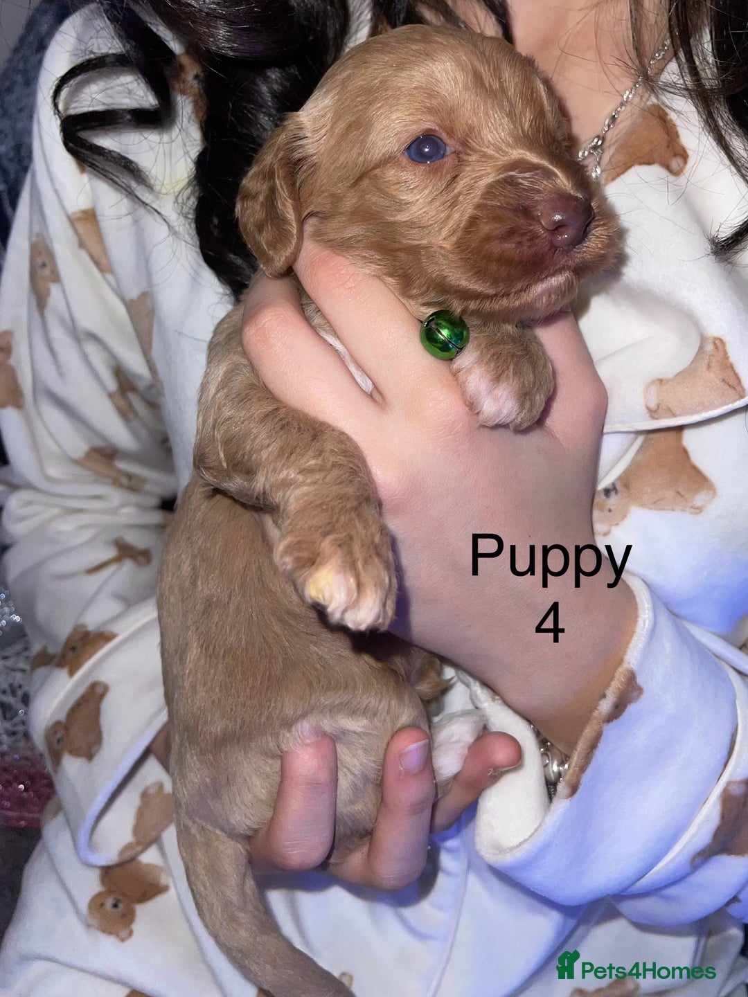 Cockapoo dogs for sale: Adorable 🐶 Cockapoo Pups 🐶 x6 Ready for new home - Advert 10