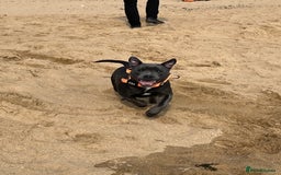 Staffordshire Bull Terrier dogs for sale: Blue Staff  - Image 5