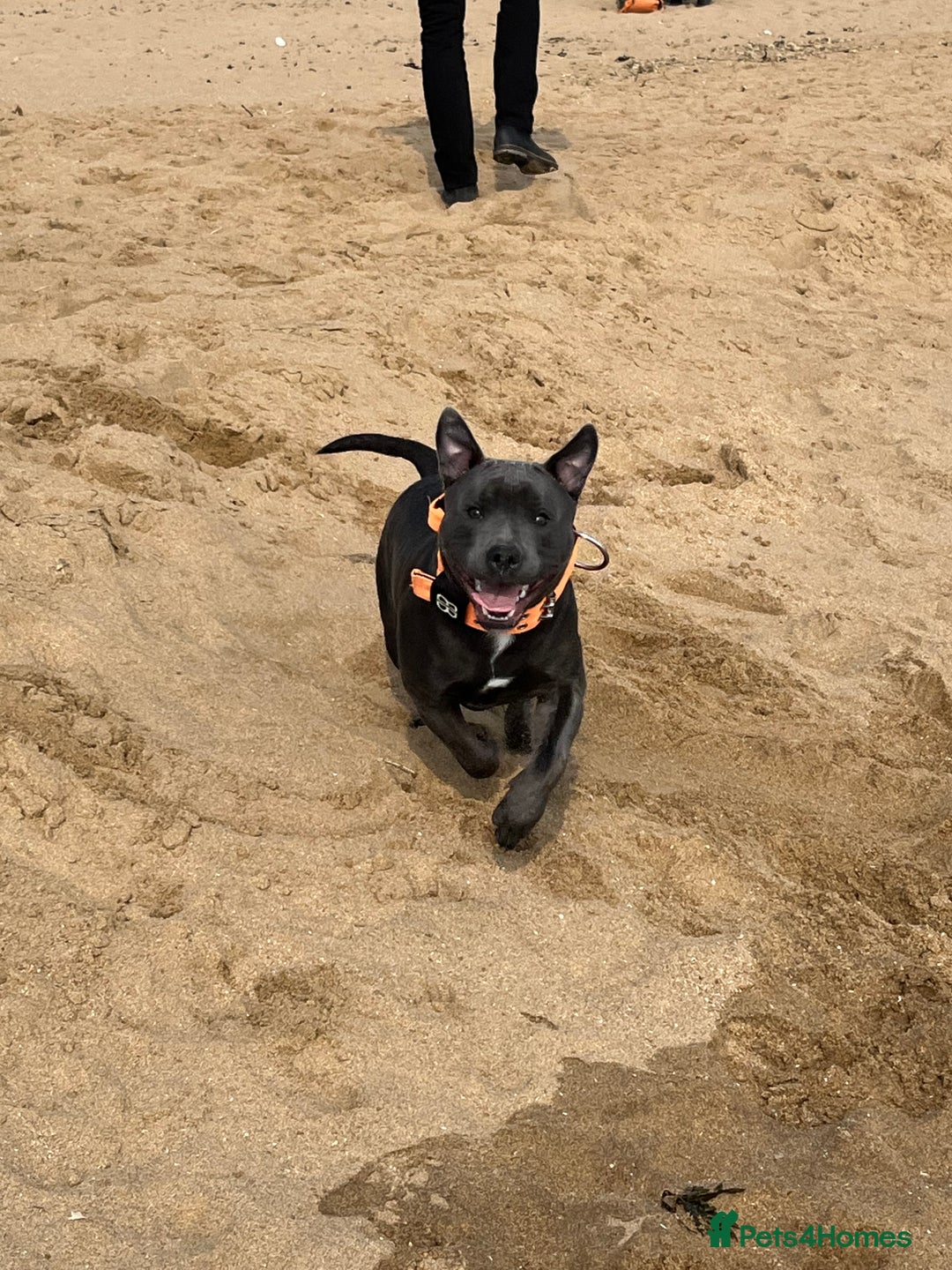 Staffordshire Bull Terrier dogs for sale: Blue Staff  - Image 5