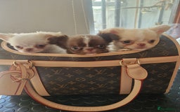 Chihuahua dogs for sale: Kc registered long coat Quality chihuahua - Image 4