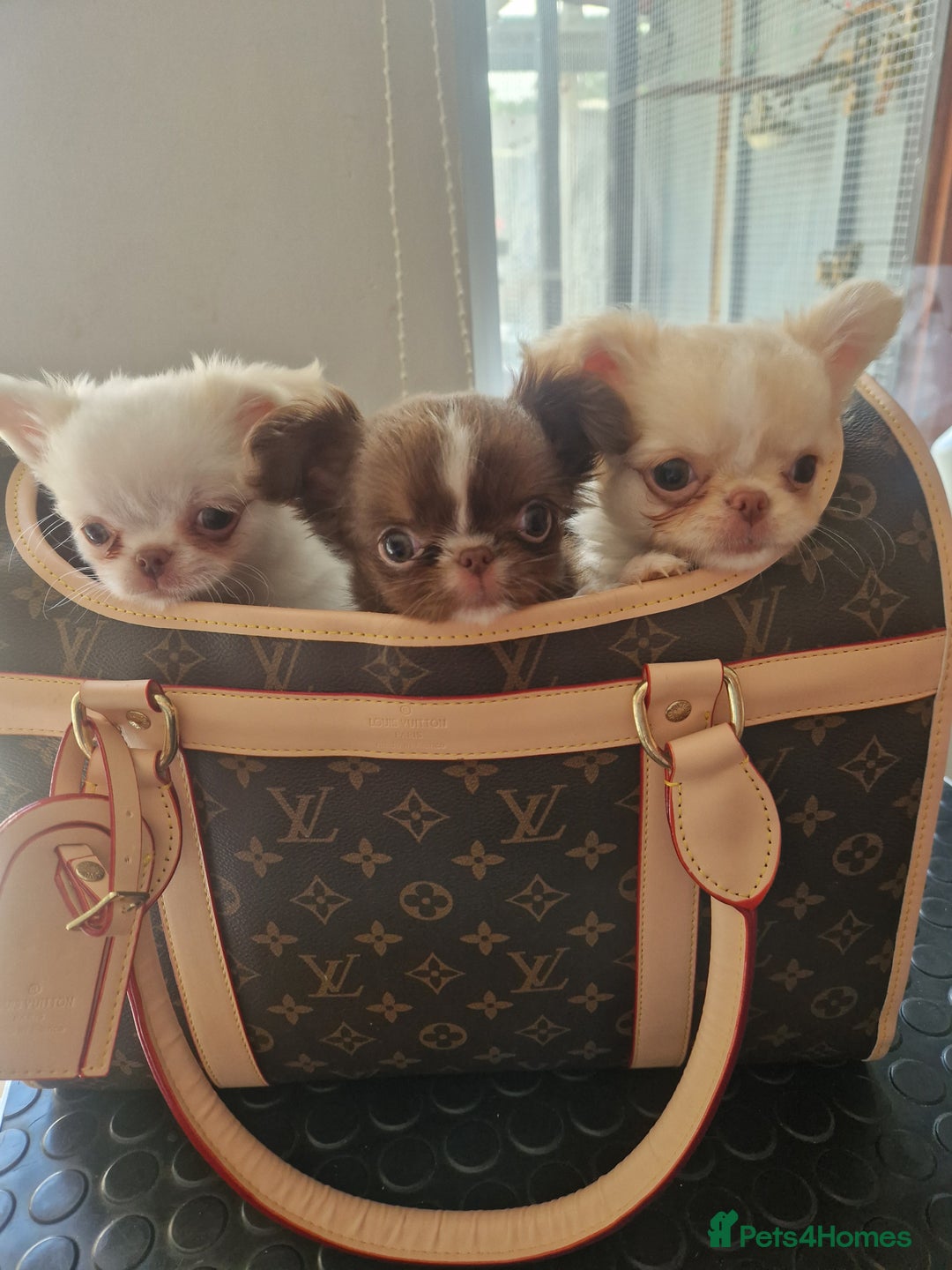 Chihuahua dogs for sale: Kc registered long coat Quality chihuahua - Image 4