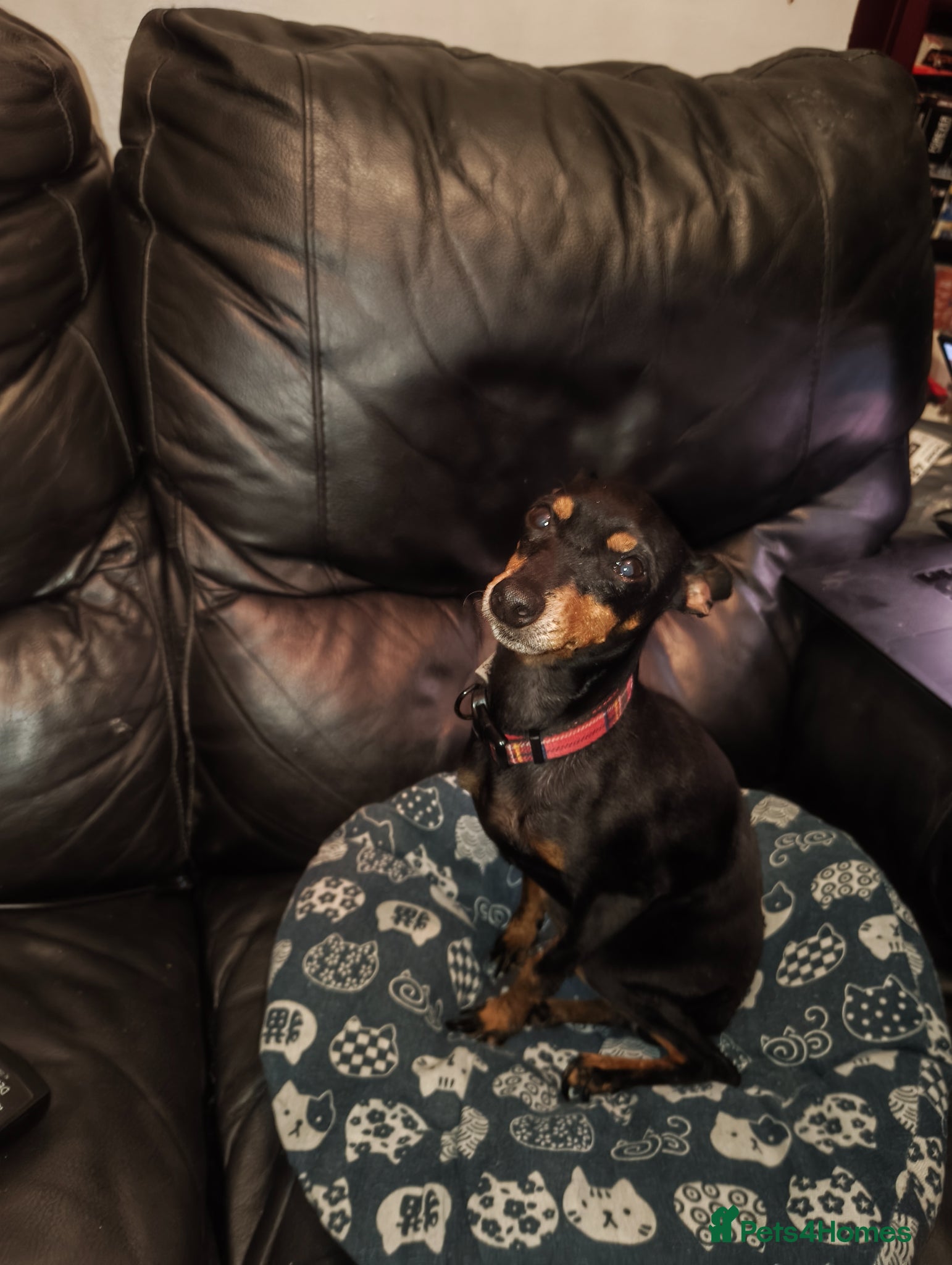 English Toy Terrier dogs English toy terrier female  - Advert 1