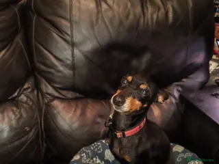 English Toy Terrier dogs English toy terrier female - Advert 9