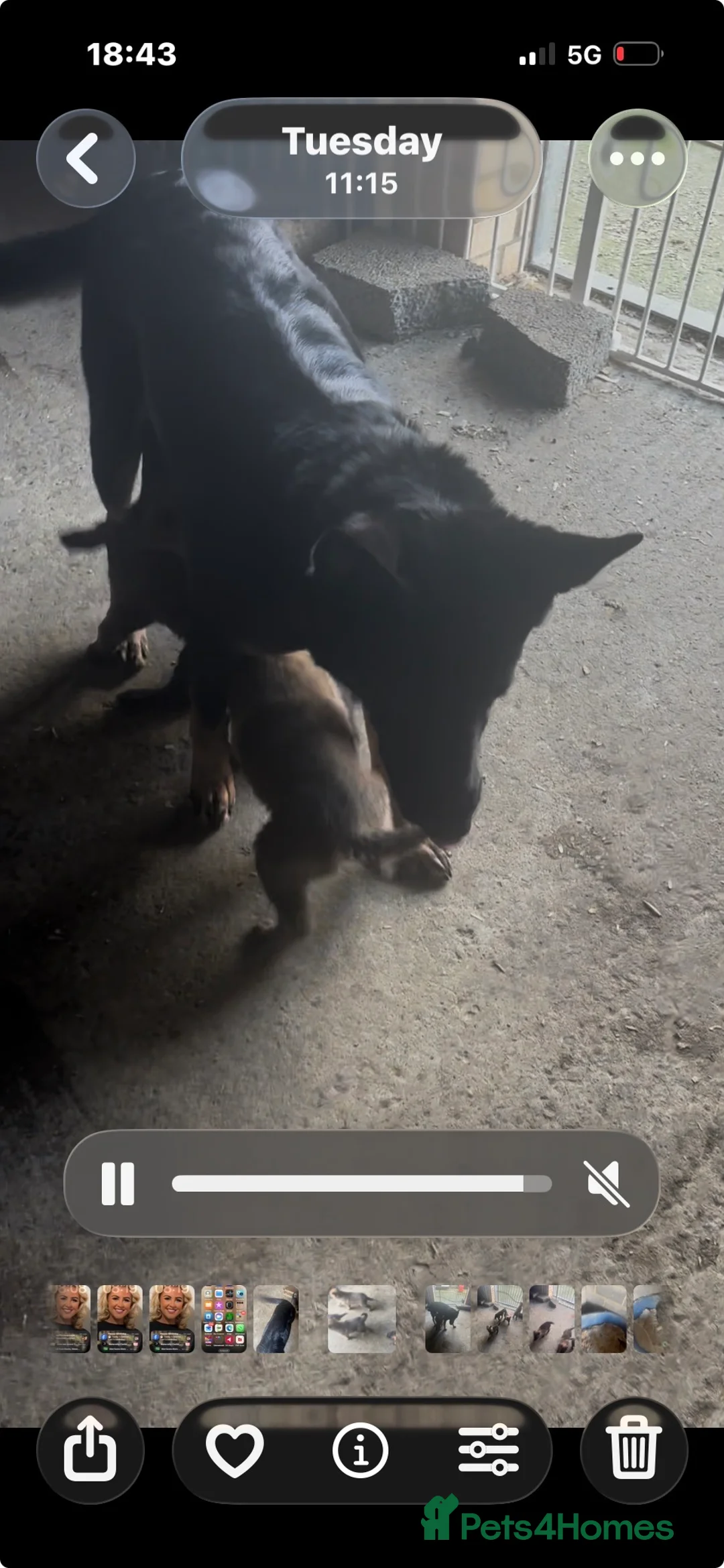 Belgian Shepherd Dog dogs for sale: Mam Dutch herder dad Belgian shepherd - Advert 6