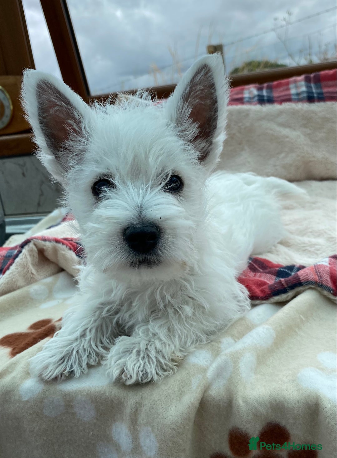 West Highland Terrier dogs for sale: 1 WESTiE BOY AVAILABLE!! - Image 15
