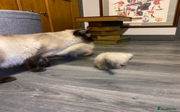 Siamese cats for sale: SIAMESE KITTENS - Image 17