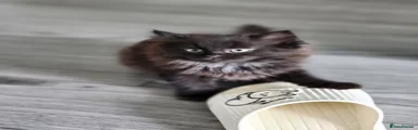 Toothless 