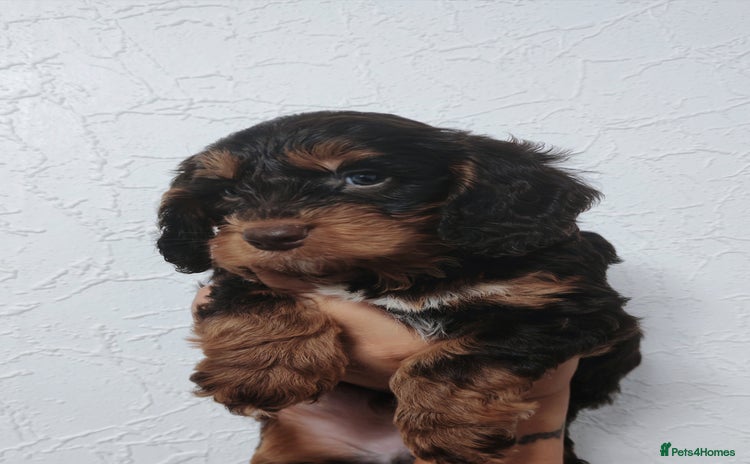 Cockapoo dogs - Advert 3